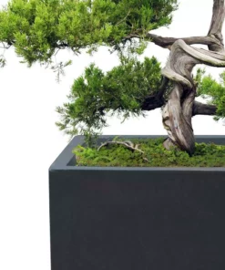 KANTE 31.4 in. & 23.6 in. L Rectangular Charcoal Lightweight Long Low Planters w/Drainage Hole (Set of 2), Outdoor/Indoor -Vigoro sales Store charcoal kante plant pots rf0147ab c60121 76 1000