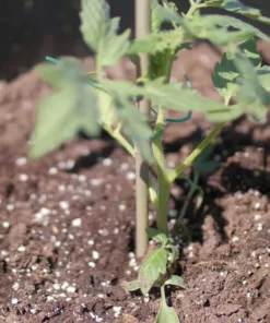 Vigoro 5 ft. Natural Bamboo Stake -Vigoro sales Store natural bamboo beige vigoro tomato cages bb5vg 44 1000