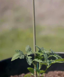 Vigoro 5 ft. Natural Bamboo Stake -Vigoro sales Store natural bamboo beige vigoro tomato cages bb5vg 76 1000