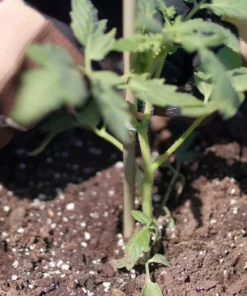 Vigoro 5 ft. Natural Bamboo Stake -Vigoro sales Store natural bamboo beige vigoro tomato cages bb5vg fa 1000