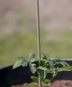 Vigoro Bamboo 6 ft. Natural Stake -Vigoro sales Store natural bamboo beige vigoro tomato cages bb6vg fa 1000