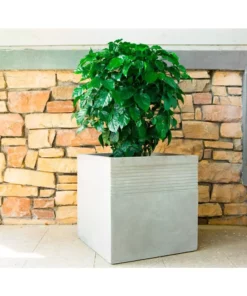 KANTE 15 in. W Square Natural Concrete/Fiberglass Indoor Outdoor Elegant Planter -Vigoro sales Store natural concrete kante plant pots osf0128b c80021 fa 1000