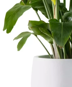 KANTE 19.6 in., 15.7 in. & 11.8 in. W Round Pure White Concrete Elegant Planters Set of 3, Outdoor Indoor w/Drainage Holes 14 KANTE 19.6 in., 15.7 in. & 11.8 in. W Round Pure White Concrete Elegant Planters Set of 3, Outdoor Indoor w/Drainage Holes -Vigoro sales Store pure white kante plant pots rc0051abc c80011 1f 1000