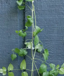 Vigoro 8 ft. Stainless Steel Wire Rope Plant Trellis -Vigoro sales Store stainless steel vigoro tomato cages 822222 4f 1000