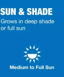 Vigoro 20 lbs. Sun and Shade Grass Seed Mix with Water Saver Seed Coating 18 Vigoro 20 lbs. Sun and Shade Grass Seed Mix with Water Saver Seed Coating -Vigoro sales Store vigoro grass seed 25687 a0 1000