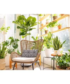 Vigoro 6 in. Little Fiddle Leaf Fig Indoor Plant in Small White Ribbed Plastic Decor Planter (2-Pack) -Vigoro sales Store vigoro indoor plants co 6fig 3 vi wh 4f 1000