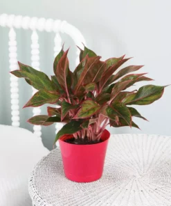 Vigoro 6 in. Grower's Choice Aglaonema Chinese Evergreen Indoor Plant in Small White Ribbed Plastic Decor Planter (2-Pack) -Vigoro sales Store vigoro indoor plants co ags6 3 vi wh 4f 1000