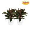 Vigoro 6 in. Grower's Choice Aglaonema Chinese Evergreen Indoor Plant in Small White Ribbed Plastic Decor Planter (2-Pack) -Vigoro sales Store vigoro indoor plants co ags6 3 vi wh 64 1000