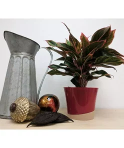 Vigoro 6 in. Grower's Choice Aglaonema Chinese Evergreen Indoor Plant in Small White Ribbed Plastic Decor Planter (2-Pack) -Vigoro sales Store vigoro indoor plants co ags6 3 vi wh c3 1000