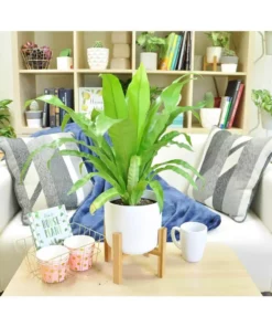 Vigoro 6 in. Bird's Nest Fern Indoor Plant in Small White Ribbed Plastic Decor Planter (2-Pack) -Vigoro sales Store vigoro indoor plants co brdf 3 vi wh c3 1000