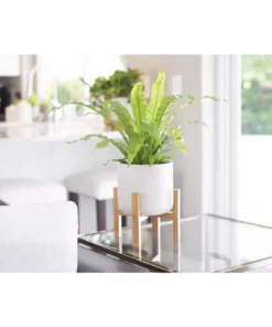 Vigoro 6 in. Bird's Nest Fern Indoor Plant in Small White Ribbed Plastic Decor Planter (2-Pack) -Vigoro sales Store vigoro indoor plants co brdf 3 vi wh e1 1000
