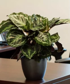 Vigoro 6 in. Grower's Choice Calathea Indoor Plant in Small White Ribbed Plastic Decor Planter (2-Pack) -Vigoro sales Store vigoro indoor plants co cal6 3 vi wh 4f 1000