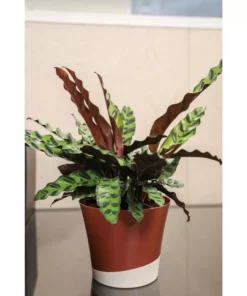 Vigoro 6 in. Grower's Choice Calathea Indoor Plant in Small White Ribbed Plastic Decor Planter (2-Pack) -Vigoro sales Store vigoro indoor plants co cal6 3 vi wh 77 1000