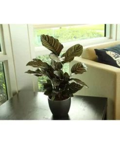 Vigoro 6 in. Grower's Choice Calathea Indoor Plant in Small White Ribbed Plastic Decor Planter (2-Pack) -Vigoro sales Store vigoro indoor plants co cal6 3 vi wh a0 1000