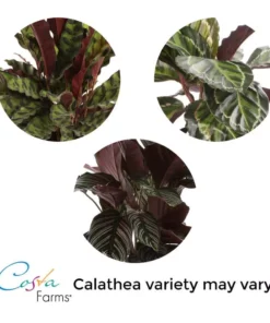 Vigoro 6 in. Grower's Choice Calathea Indoor Plant in Small White Ribbed Plastic Decor Planter (2-Pack) -Vigoro sales Store vigoro indoor plants co cal6 3 vi wh c3 1000