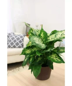 Vigoro 6 in. Dieffenbachia Indoor Plant in Small White Ribbed Plastic Decor Planter (2-Pack) -Vigoro sales Store vigoro indoor plants co dief 3 vi wh 1f 1000