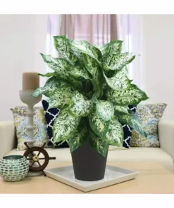 Vigoro 6 in. Dieffenbachia Indoor Plant in Small White Ribbed Plastic Decor Planter (2-Pack) -Vigoro sales Store vigoro indoor plants co dief 3 vi wh e1 1000