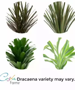 Vigoro 6 in. Grower's Choice Dracaena Indoor Plant in Small White Ribbed Plastic Decor Planter (2-Pack) -Vigoro sales Store vigoro indoor plants co jc06 3 vi wh 1f 1000