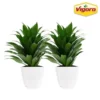 Vigoro 6 in. Grower's Choice Dracaena Indoor Plant in Small White Ribbed Plastic Decor Planter (2-Pack) -Vigoro sales Store vigoro indoor plants co jc06 3 vi wh 64 1000