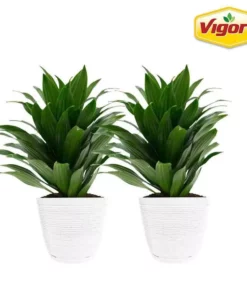 Vigoro 6 in. Grower's Choice Dracaena Indoor Plant in Small White Ribbed Plastic Decor Planter (2-Pack)