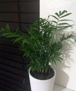 Vigoro 6 in. Neanthebella Palm Indoor Plant in Small White Ribbed Plastic Decor Planter (2-Pack) -Vigoro sales Store vigoro indoor plants co np07 3 vi wh 1f 1000