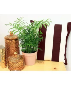 Vigoro 6 in. Neanthebella Palm Indoor Plant in Small White Ribbed Plastic Decor Planter (2-Pack) -Vigoro sales Store vigoro indoor plants co np07 3 vi wh c3 1000