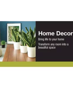 Vigoro 6 in. Ponytail Palm Indoor Plant in Small White Ribbed Plastic Decor Planter (2-Pack) -Vigoro sales Store vigoro indoor plants co pony 3 vi wh 40 1000