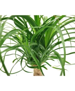 Vigoro 6 in. Ponytail Palm Indoor Plant in Small White Ribbed Plastic Decor Planter (2-Pack) -Vigoro sales Store vigoro indoor plants co pony 3 vi wh 77 1000