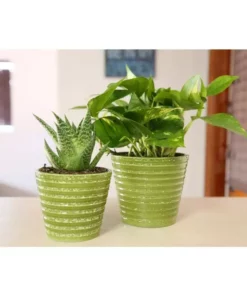 Vigoro 6 in. Golden Pothos Indoor Plant in Small White Ribbed Plastic Decor Planter (2-Pack) -Vigoro sales Store vigoro indoor plants co poth 3 vi wh 44 1000