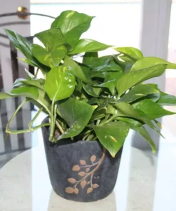 Vigoro 6 in. Golden Pothos Indoor Plant in Small White Ribbed Plastic Decor Planter (2-Pack) -Vigoro sales Store vigoro indoor plants co poth 3 vi wh 4f 1000