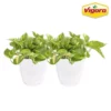 Vigoro 6 in. Golden Pothos Indoor Plant in Small White Ribbed Plastic Decor Planter (2-Pack) -Vigoro sales Store vigoro indoor plants co poth 3 vi wh 64 1000