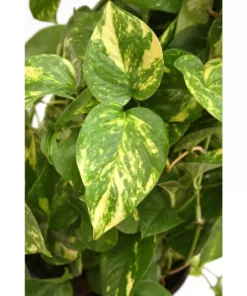 Vigoro 6 in. Golden Pothos Indoor Plant in Small White Ribbed Plastic Decor Planter (2-Pack) -Vigoro sales Store vigoro indoor plants co poth 3 vi wh 77 1000