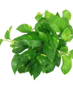 Vigoro 6 in. Golden Pothos Indoor Plant in Small White Ribbed Plastic Decor Planter (2-Pack) -Vigoro sales Store vigoro indoor plants co poth 3 vi wh c3 1000