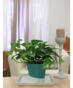 Vigoro 6 in. Golden Pothos Indoor Plant in Small White Ribbed Plastic Decor Planter (2-Pack) -Vigoro sales Store vigoro indoor plants co poth 3 vi wh fa 1000