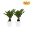 Vigoro 6 in. Sago Indoor Plant in Small White Ribbed Plastic Decor Planter (2-Pack) -Vigoro sales Store vigoro indoor plants co sago 3 vi wh 64 1000