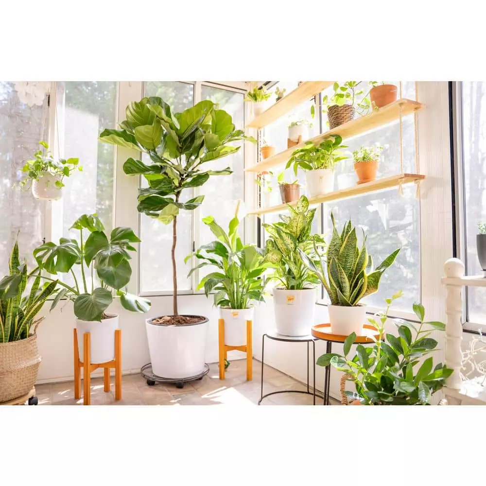 Vigoro 6 in. Grower's Choice Snake Plant (Sansevieria) in Small White Ribbed Plastic Decor Planter (2-Pack) 10 Vigoro 6 in. Grower's Choice Snake Plant (Sansevieria) in Small White Ribbed Plastic Decor Planter (2-Pack) - Image 8