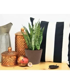 Vigoro 6 in. Grower's Choice Snake Plant (Sansevieria) in Small White Ribbed Plastic Decor Planter (2-Pack) 19 Vigoro 6 in. Grower's Choice Snake Plant (Sansevieria) in Small White Ribbed Plastic Decor Planter (2-Pack) -Vigoro sales Store vigoro indoor plants co sl07 3 vi wh 4f 1000