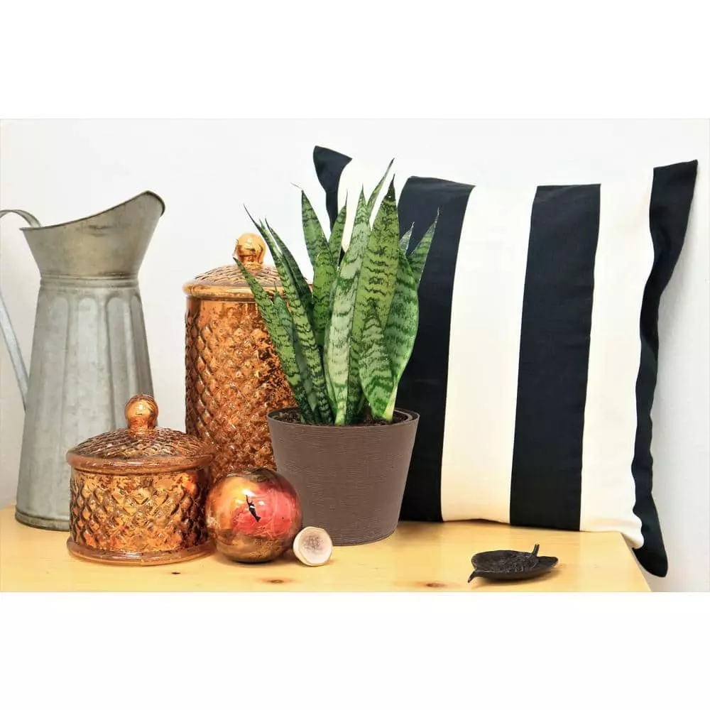 Vigoro 6 in. Grower's Choice Snake Plant (Sansevieria) in Small White Ribbed Plastic Decor Planter (2-Pack) 9 Vigoro 6 in. Grower's Choice Snake Plant (Sansevieria) in Small White Ribbed Plastic Decor Planter (2-Pack) - Image 7