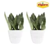Vigoro 6 in. Grower's Choice Snake Plant (Sansevieria) in Small White Ribbed Plastic Decor Planter (2-Pack) -Vigoro sales Store vigoro indoor plants co sl07 3 vi wh 64 1000