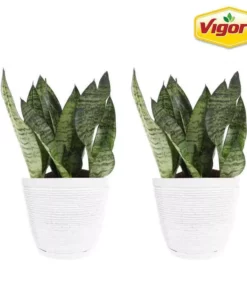 Vigoro 6 in. Grower's Choice Snake Plant (Sansevieria) in Small White Ribbed Plastic Decor Planter (2-Pack)