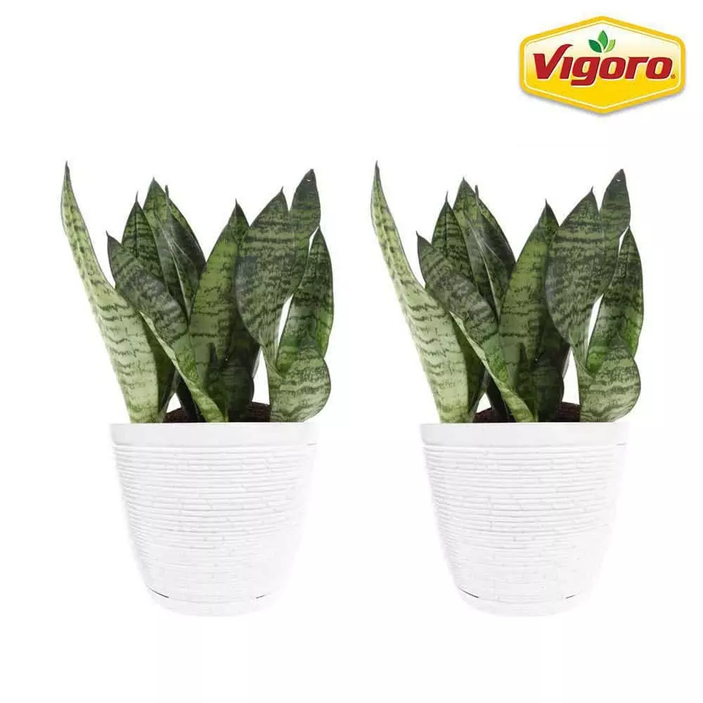Vigoro 6 in. Grower's Choice Snake Plant (Sansevieria) in Small White Ribbed Plastic Decor Planter (2-Pack) 3 Vigoro 6 in. Grower's Choice Snake Plant (Sansevieria) in Small White Ribbed Plastic Decor Planter (2-Pack)