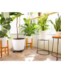 Vigoro 6 in. Grower's Choice Snake Plant (Sansevieria) in Small White Ribbed Plastic Decor Planter (2-Pack) 23 Vigoro 6 in. Grower's Choice Snake Plant (Sansevieria) in Small White Ribbed Plastic Decor Planter (2-Pack) -Vigoro sales Store vigoro indoor plants co sl07 3 vi wh 76 1000