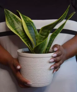 Vigoro 6 in. Grower's Choice Snake Plant (Sansevieria) in Small White Ribbed Plastic Decor Planter (2-Pack) 16 Vigoro 6 in. Grower's Choice Snake Plant (Sansevieria) in Small White Ribbed Plastic Decor Planter (2-Pack) -Vigoro sales Store vigoro indoor plants co sl07 3 vi wh a0 1000