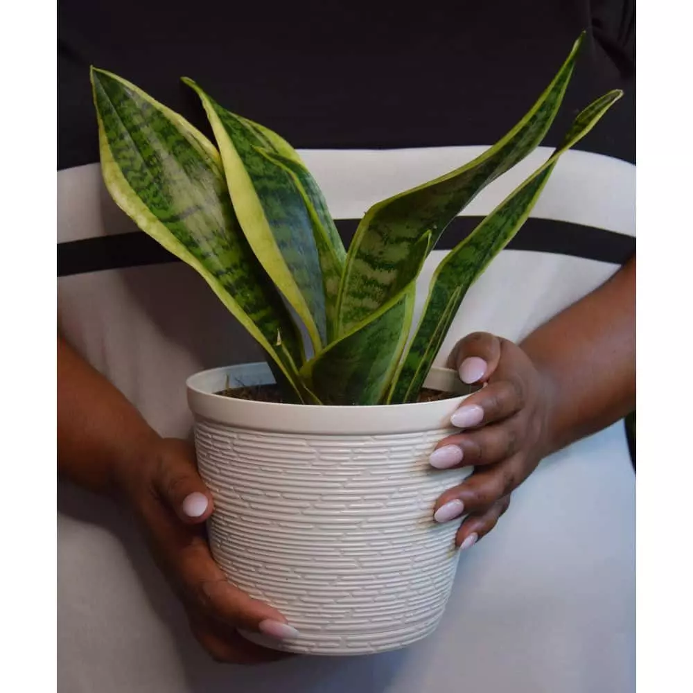 Vigoro 6 in. Grower's Choice Snake Plant (Sansevieria) in Small White Ribbed Plastic Decor Planter (2-Pack) 6 Vigoro 6 in. Grower's Choice Snake Plant (Sansevieria) in Small White Ribbed Plastic Decor Planter (2-Pack) - Image 4