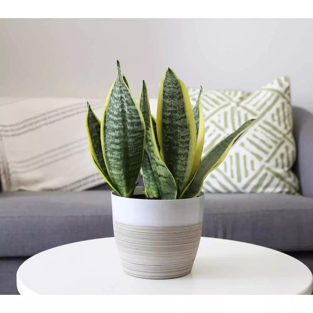 Vigoro 6 in. Grower's Choice Snake Plant (Sansevieria) in Small White Ribbed Plastic Decor Planter (2-Pack) 8 Vigoro 6 in. Grower's Choice Snake Plant (Sansevieria) in Small White Ribbed Plastic Decor Planter (2-Pack) - Image 6
