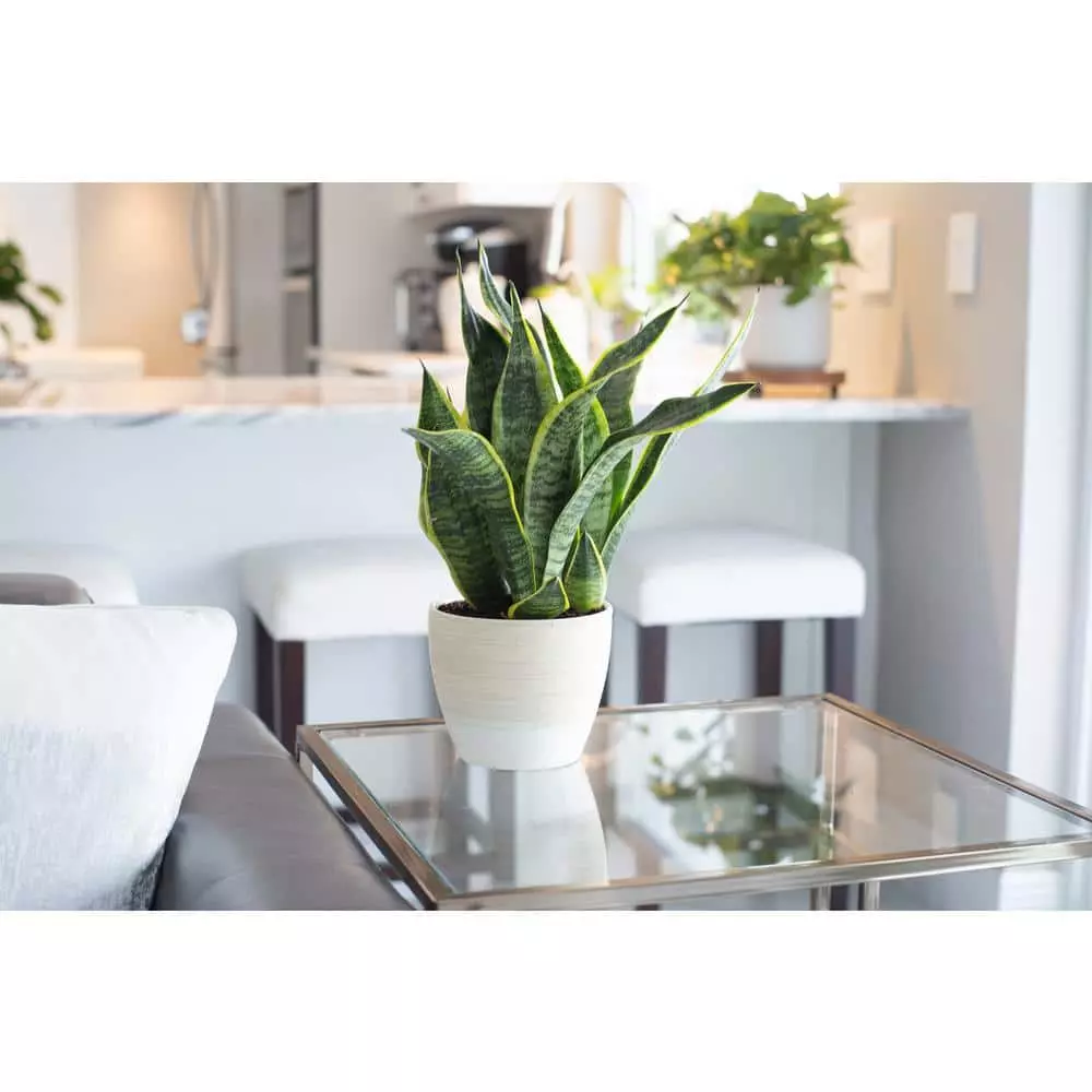 Vigoro 6 in. Grower's Choice Snake Plant (Sansevieria) in Small White Ribbed Plastic Decor Planter (2-Pack) 4 Vigoro 6 in. Grower's Choice Snake Plant (Sansevieria) in Small White Ribbed Plastic Decor Planter (2-Pack) - Image 2