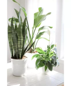 Vigoro 6 in. Grower's Choice Snake Plant (Sansevieria) in Small White Ribbed Plastic Decor Planter (2-Pack) 22 Vigoro 6 in. Grower's Choice Snake Plant (Sansevieria) in Small White Ribbed Plastic Decor Planter (2-Pack) -Vigoro sales Store vigoro indoor plants co sl07 3 vi wh fa 1000