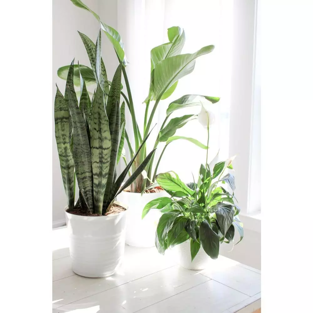 Vigoro 6 in. Grower's Choice Snake Plant (Sansevieria) in Small White Ribbed Plastic Decor Planter (2-Pack) 12 Vigoro 6 in. Grower's Choice Snake Plant (Sansevieria) in Small White Ribbed Plastic Decor Planter (2-Pack) - Image 10
