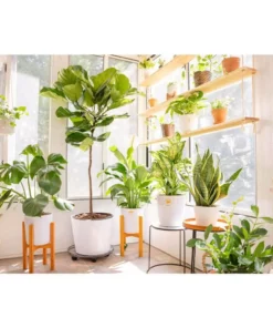 Vigoro 6 in. Peace Lily Indoor Plant in Small White Ribbed Plastic Decor Planter (2-Pack) -Vigoro sales Store vigoro indoor plants co sy06 3 vi wh 1f 1000