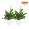 Vigoro 6 in. Peace Lily Indoor Plant in Small White Ribbed Plastic Decor Planter (2-Pack) -Vigoro sales Store vigoro indoor plants co sy06 3 vi wh 64 1000